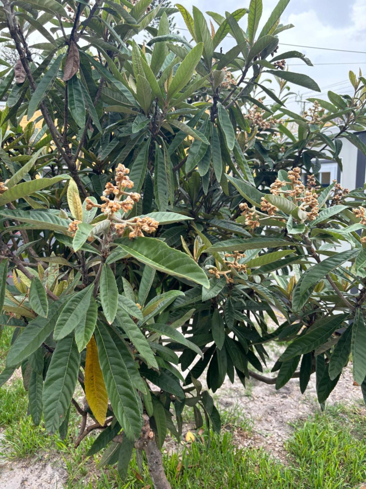 מלון מיאמי ספרינגס Mini House Oasis מראה חיצוני תמונה