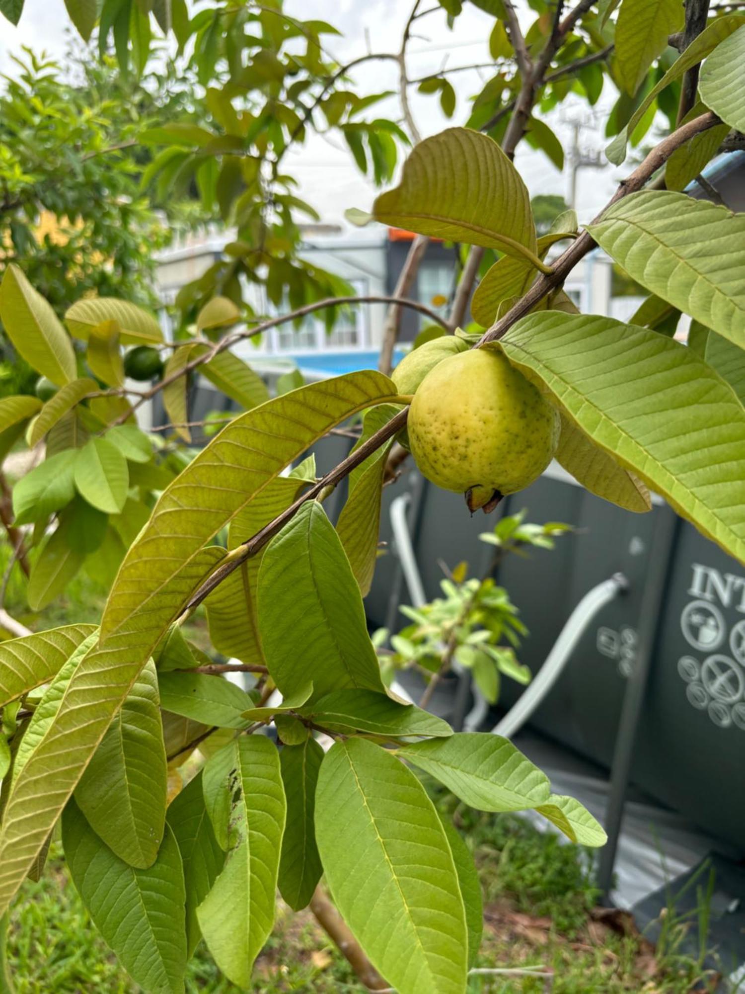 מלון מיאמי ספרינגס Mini House Oasis מראה חיצוני תמונה